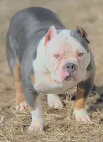 Mr. T, a male American Bully for sale in St. Louis, MO – 2 of 5