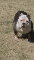 Mr. T, a male American Bully for sale in St. Louis, MO – 3 of 5