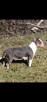 Ohana , a female American Bully for sale in St. Louis, MO – 6 of 8