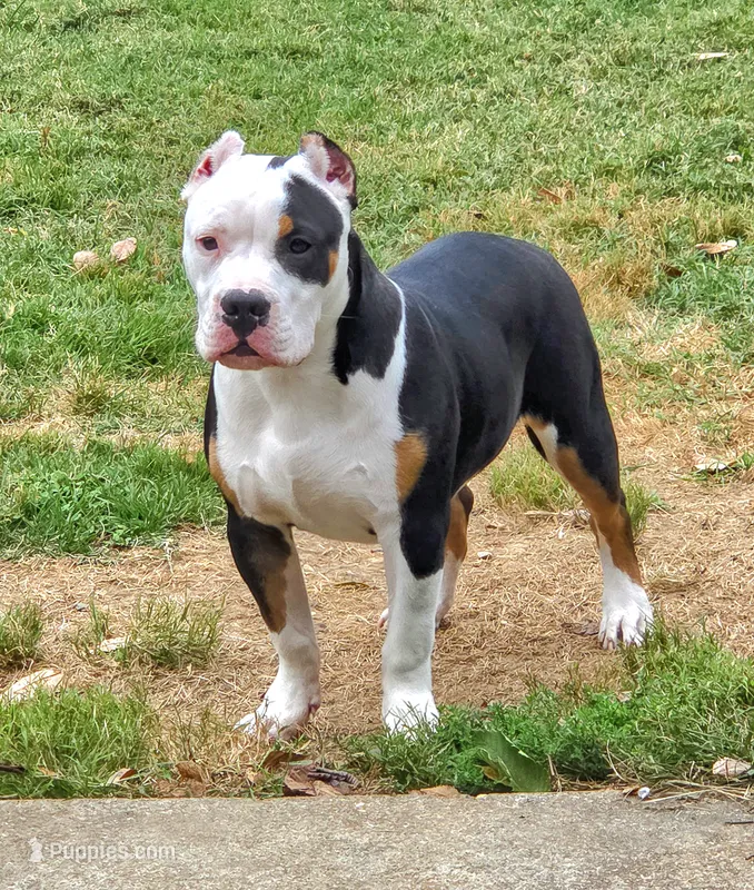 Roscoe – American Bully puppy for sale in St. Louis, MO