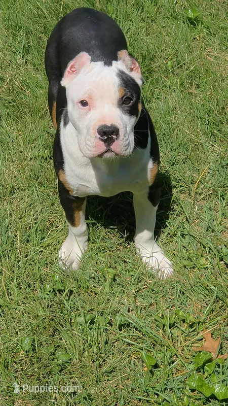 Roscoe – American Bully puppy for sale in St. Louis, MO