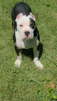 Roscoe, a male American Bully for sale in St. Louis, MO – 1 of 5