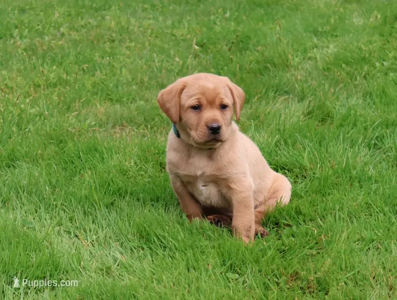 Harper – Labrador Retriever puppy for sale in Waymart, PA