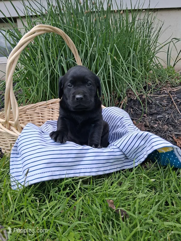 Cedar, a male Labrador Retriever for sale in Waymart, PA – 1 of 1