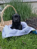Cedar, a male Labrador Retriever for sale in Waymart, PA – 1 of 1