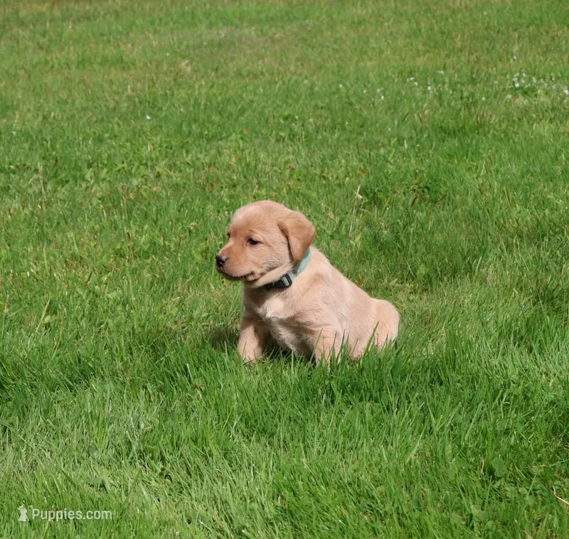 Willow – Labrador Retriever puppy for sale in Waymart, PA
