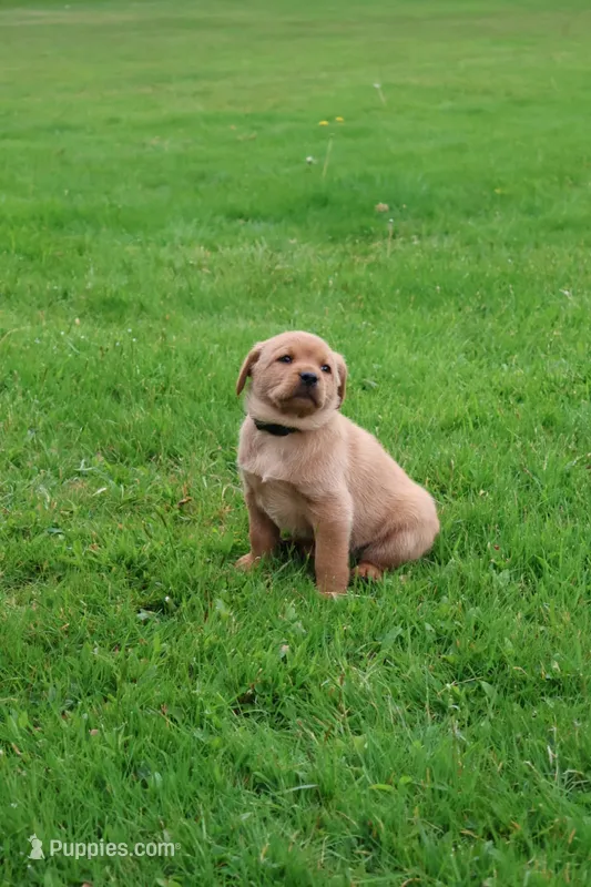 Buster – Labrador Retriever puppy for sale in Waymart, PA