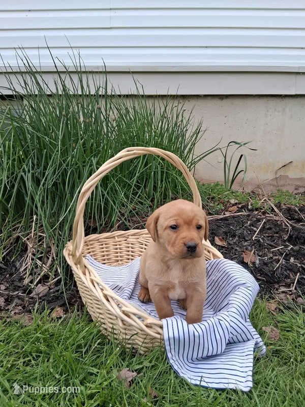 Harper – Labrador Retriever puppy for sale in Waymart, PA