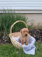 Harper, a female Labrador Retriever for sale in Waymart, PA – 1 of 1