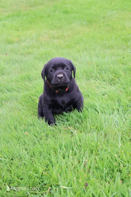 Jasper – Labrador Retriever puppy for sale in Waymart, PA