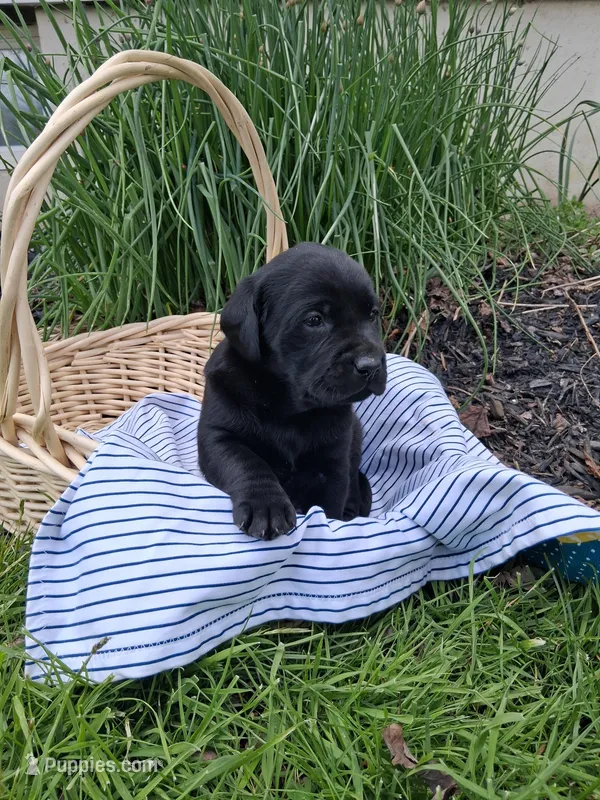 Jasper – Labrador Retriever puppy for sale in Waymart, PA
