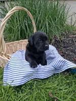 Jasper, a male Labrador Retriever for sale in Waymart, PA – 1 of 1