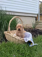 Buster, a male Labrador Retriever for sale in Waymart, PA – 1 of 1