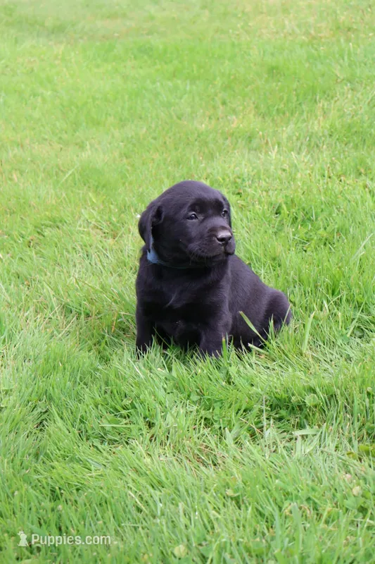 Cedar – Labrador Retriever puppy for sale in Waymart, PA