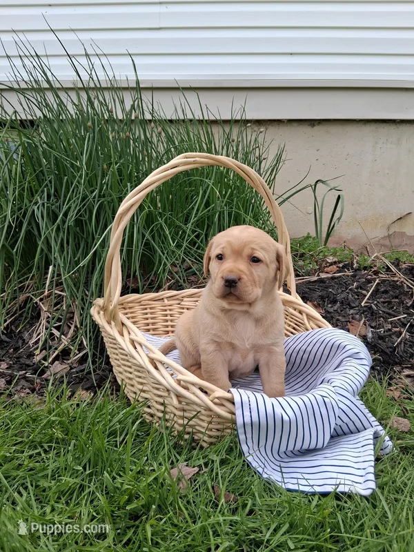 Ivy – Labrador Retriever puppy for sale in Waymart, PA