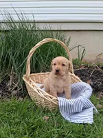 Ivy, a female Labrador Retriever for sale in Waymart, PA – 1 of 1