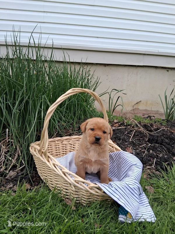 Ginger – Labrador Retriever puppy for sale in Waymart, PA