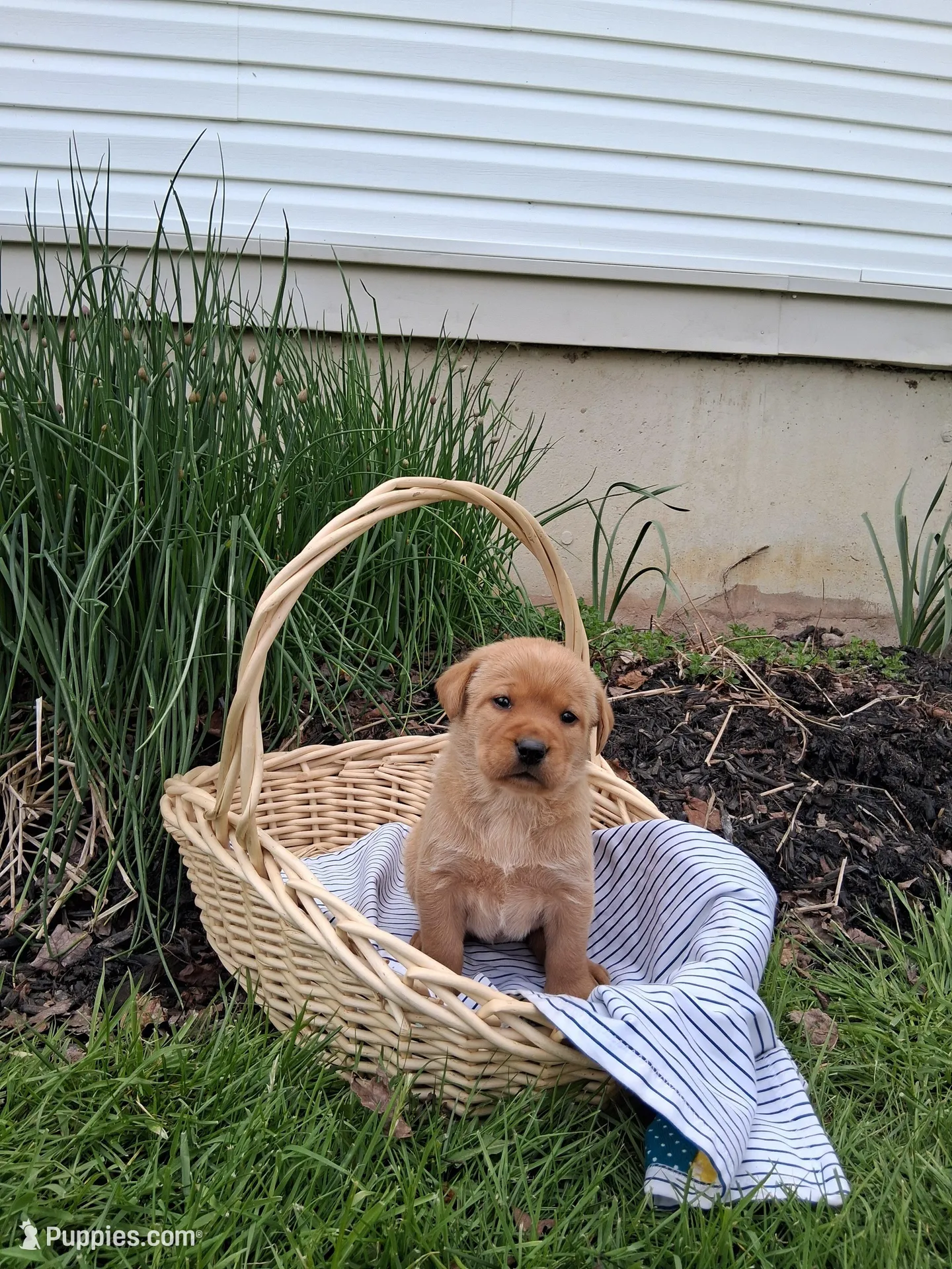 Ginger, a female Labrador Retriever for sale in Waymart, PA – 1 of 1