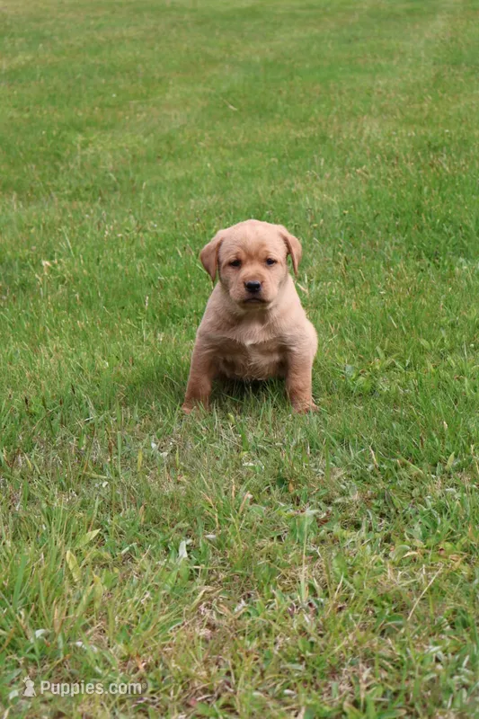 Ginger – Labrador Retriever puppy for sale in Waymart, PA