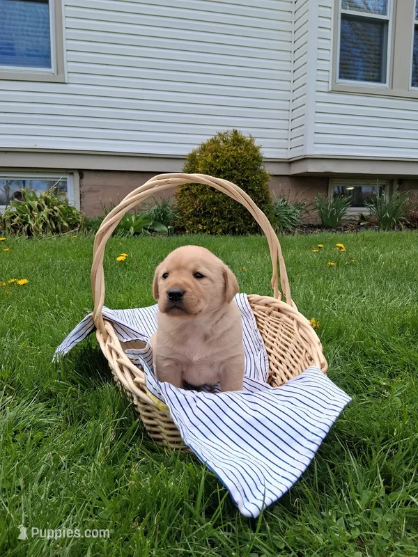 Clifford  – Labrador Retriever puppy for sale in Waymart, PA