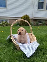 Clifford , a male Labrador Retriever for sale in Waymart, PA – 1 of 1