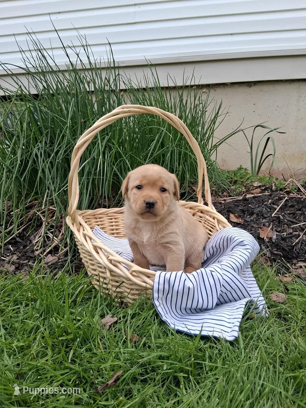 Willow – Labrador Retriever puppy for sale in Waymart, PA