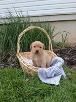 Willow, a female Labrador Retriever for sale in Waymart, PA – 1 of 1