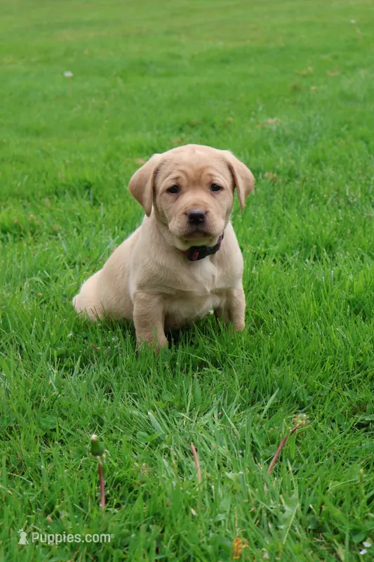 Ivy – Labrador Retriever puppy for sale in Waymart, PA