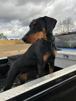 Charlotte , a female Doberman Pinscher for sale in Hephzibah, GA – 3 of 3