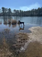 Charlotte , a female Doberman Pinscher for sale in Hephzibah, GA – 2 of 3