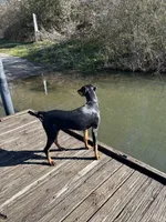 Charlotte , a female Doberman Pinscher for sale in Hephzibah, GA – 1 of 3