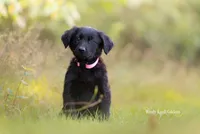 Bella Golden Shepherd Puppy , a female German Shepherd Dog and Golden Retriever for sale in Bradford, ME – 4 of 4