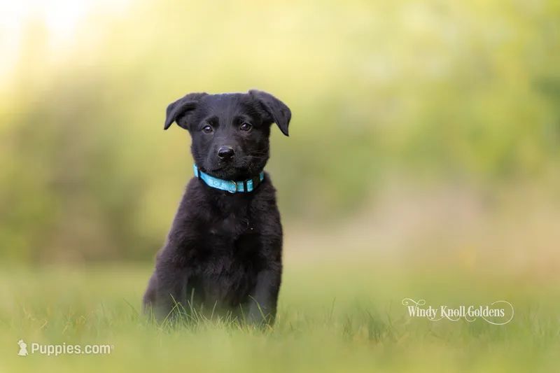 Beckett – German Shepherd Dog, Golden Retriever puppy for sale in Bradford, ME