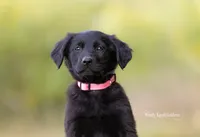 Bella Golden Shepherd Puppy , a female German Shepherd Dog and Golden Retriever for sale in Bradford, ME – 2 of 4