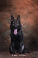 Captain , a male German Shepherd Dog for sale in Bradford, ME – 3 of 5