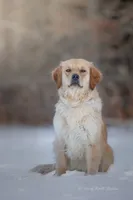 Jewel Of The North III, a female Golden Retriever for sale in Bradford, ME – Photo 1 of 2