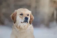 Jewel Of The North III, a female Golden Retriever for sale in Bradford, ME – Photo 2 of 2