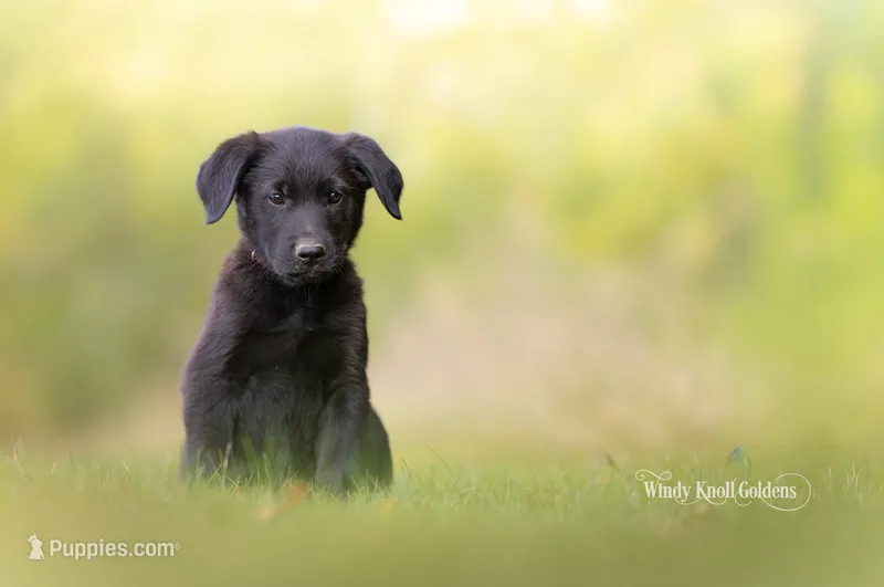 Bruno Black Golden Shepherd Puppy  – German Shepherd Dog, Golden Retriever puppy for sale in Bradford, ME