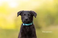 Beckett, a male German Shepherd Dog and Golden Retriever for sale in Bradford, ME – 2 of 6