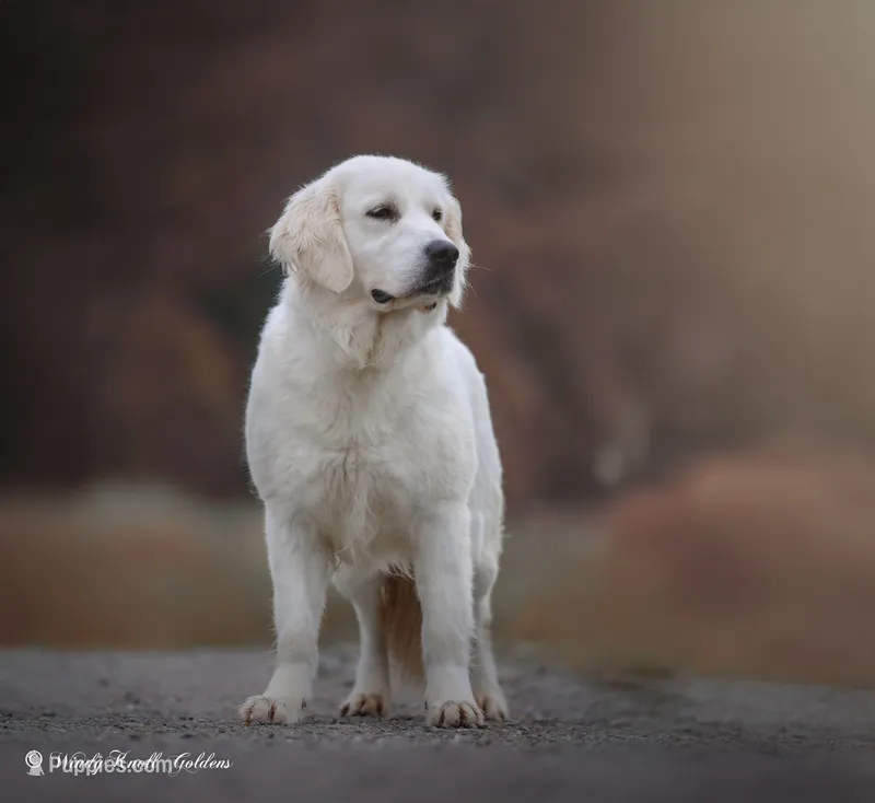 Lily  – English Cream Golden Retriever puppy for sale in Bradford, ME