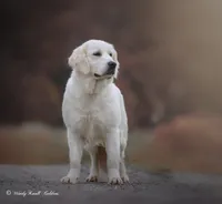 Lily , a female English Cream Golden Retriever for sale in Bradford, ME – 1 of 2