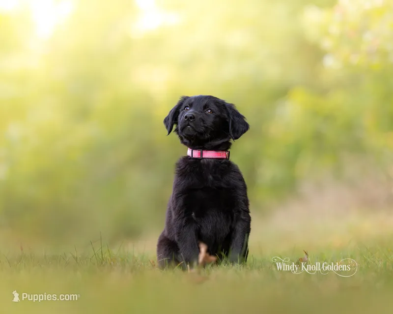 Bella Golden Shepherd Puppy  – German Shepherd Dog, Golden Retriever puppy for sale in Bradford, ME