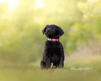 Bella Golden Shepherd Puppy , a female German Shepherd Dog and Golden Retriever for sale in Bradford, ME – 1 of 4