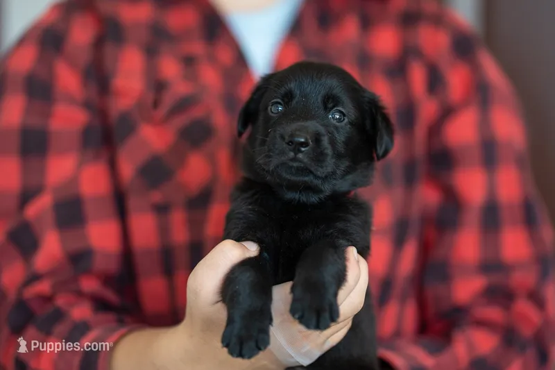 Birdie  – German Shepherd Dog, Golden Retriever puppy for sale in Bradford, ME