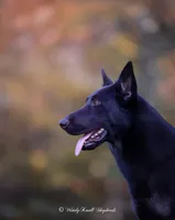 Scout, a female German Shepherd Dog for sale in Bradford, ME – 4 of 4