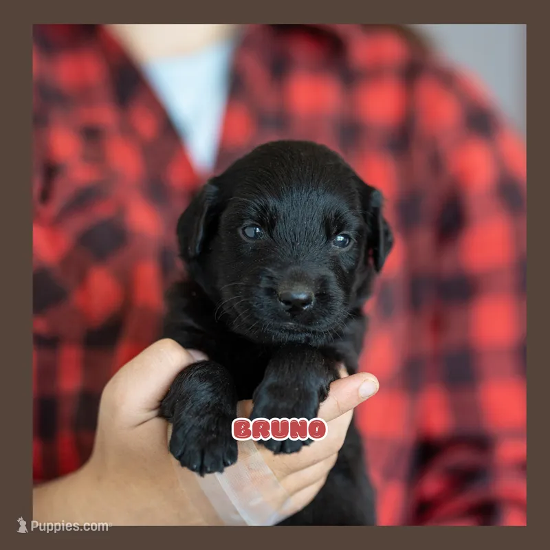 Bear – German Shepherd Dog, Golden Retriever puppy for sale in Bradford, ME