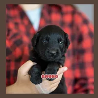 Bear, a male German Shepherd Dog and Golden Retriever for sale in Bradford, ME – 1 of 1
