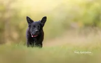 Bella Golden Shepherd Puppy , a female German Shepherd Dog and Golden Retriever for sale in Bradford, ME – 3 of 4