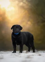 Winston, a female German Shepherd Dog for sale in Bradford, ME – Photo 2 of 3
