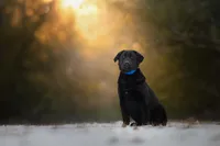 Winston, a female German Shepherd Dog for sale in Bradford, ME – Photo 3 of 3